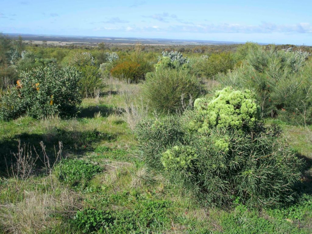 View of restoration plantings with low green shrubs