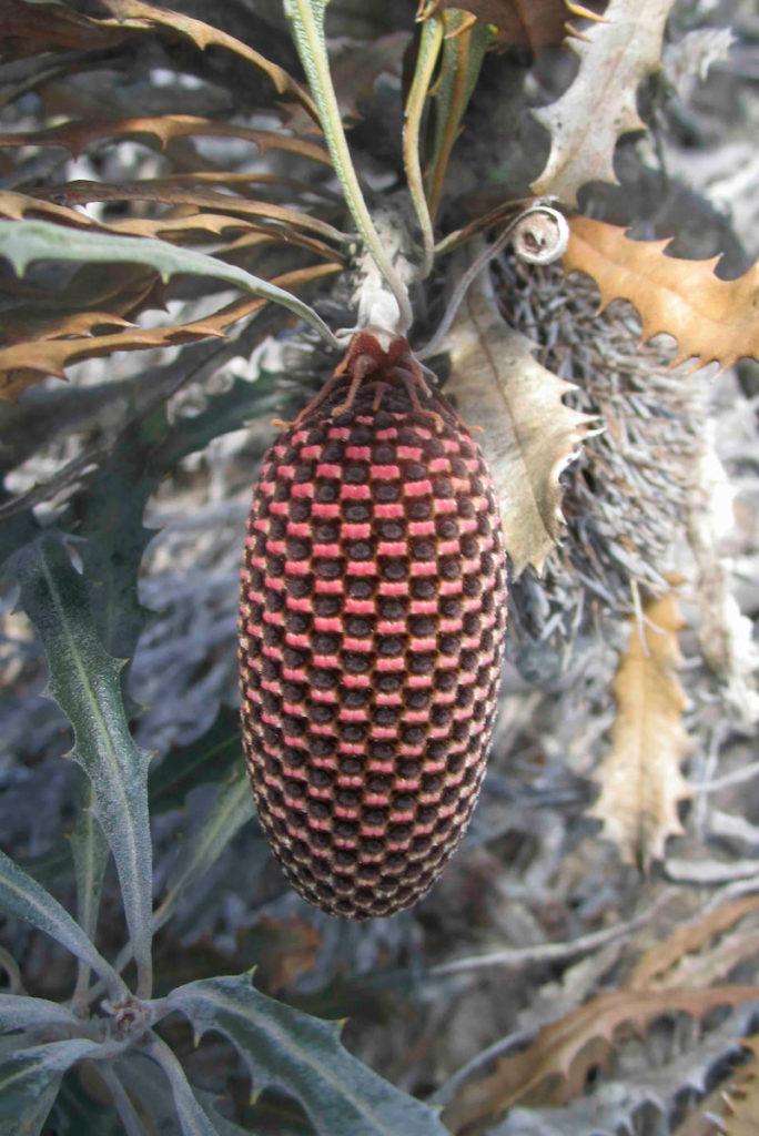 Close-up of brown and red banksia flower, not yet flowering
