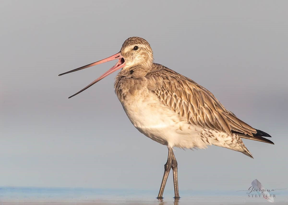 Bar-tailed Godwit  Image: Georgina Steytler