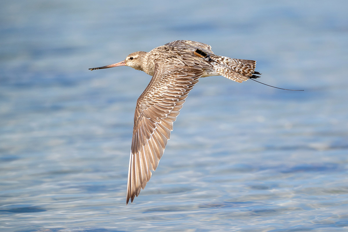 Bar-tailed Godwit 4BBRW arriving in New South Wales Image Geoff White