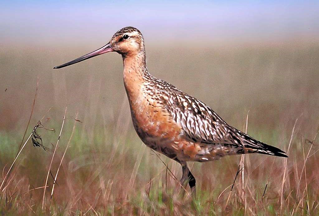 Bar-tailed Godwit in breeding plumage - photo credit US Fish & Wildlife Service