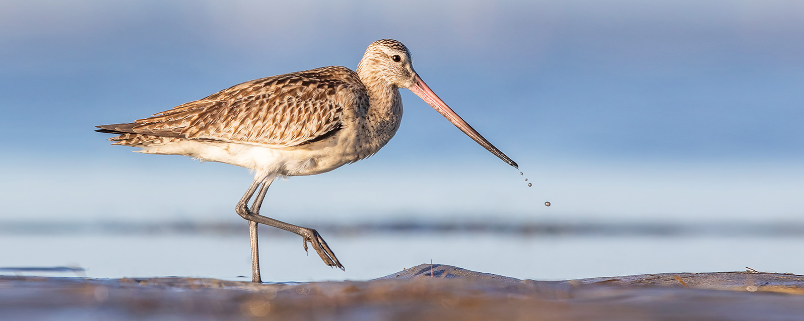 bar tailed godwit migration