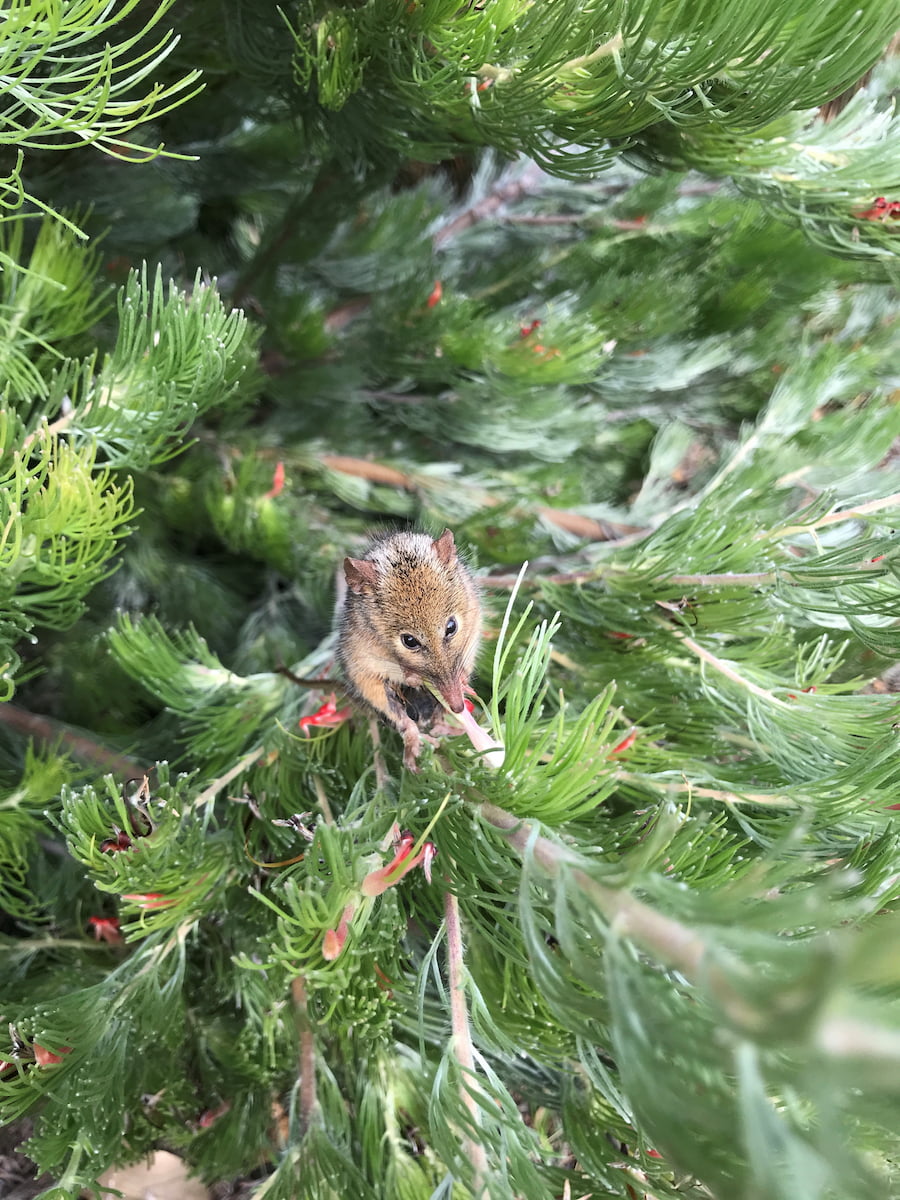 Small marsupial with long nose in bush