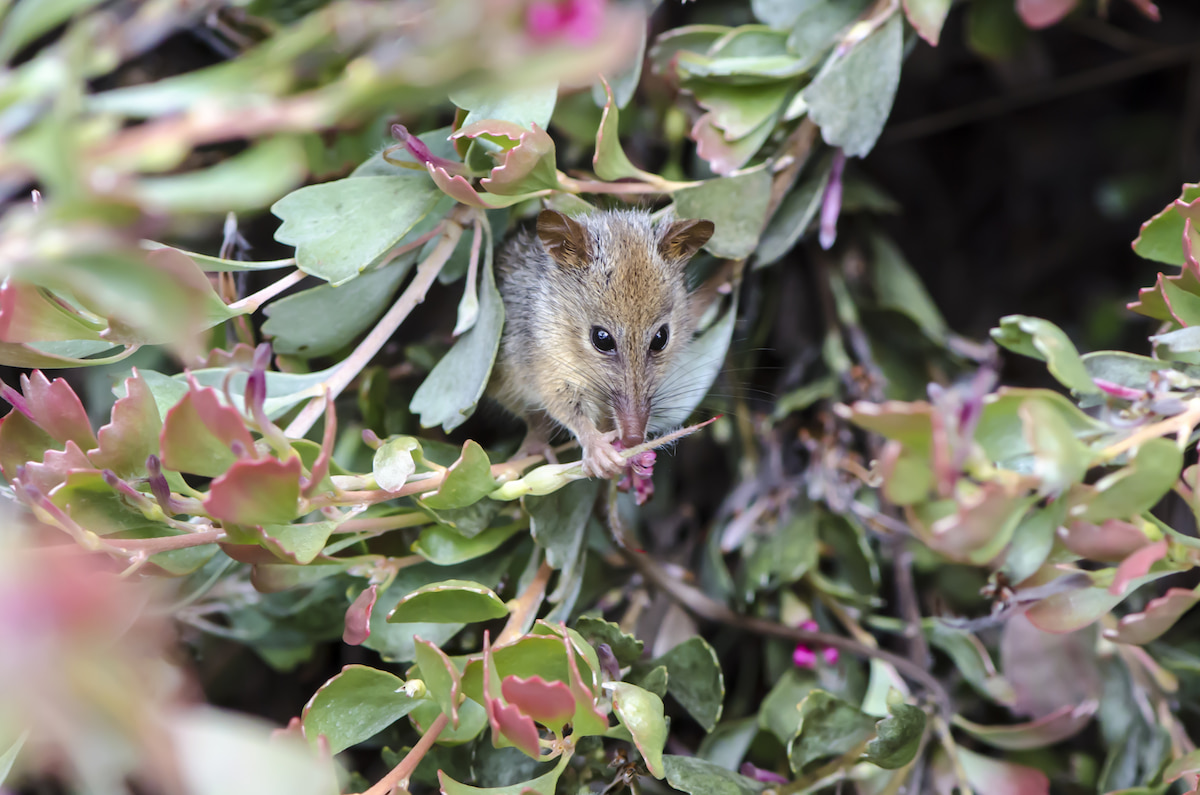 Small marsupial with long nose in a bush, holding onto a flower