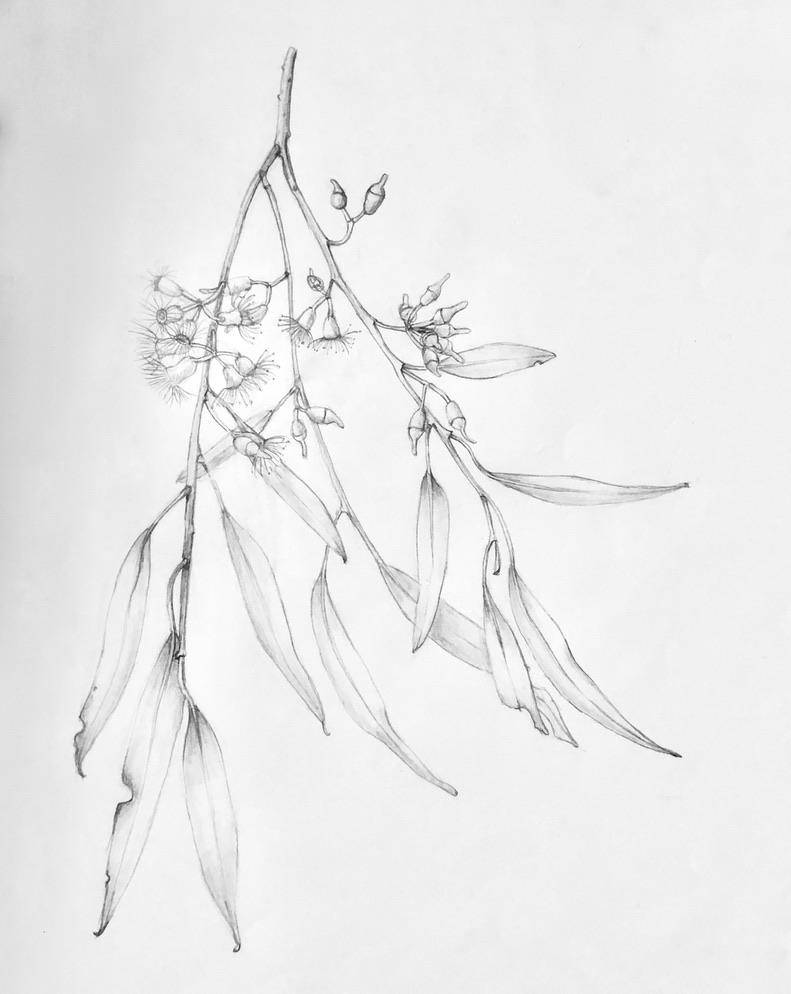Line drawing in black and white of eucalyptus with long leaves and small flowers 