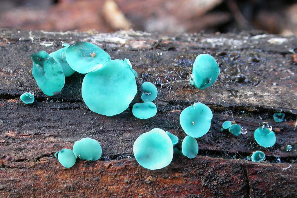 Katrina Syme: Delving into the fascinating world of fungi