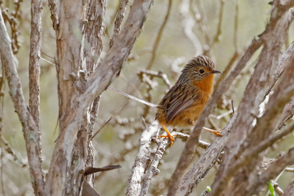 Female Southern Emu Wren in the regrowth at Chingarrup Sanctuary.  