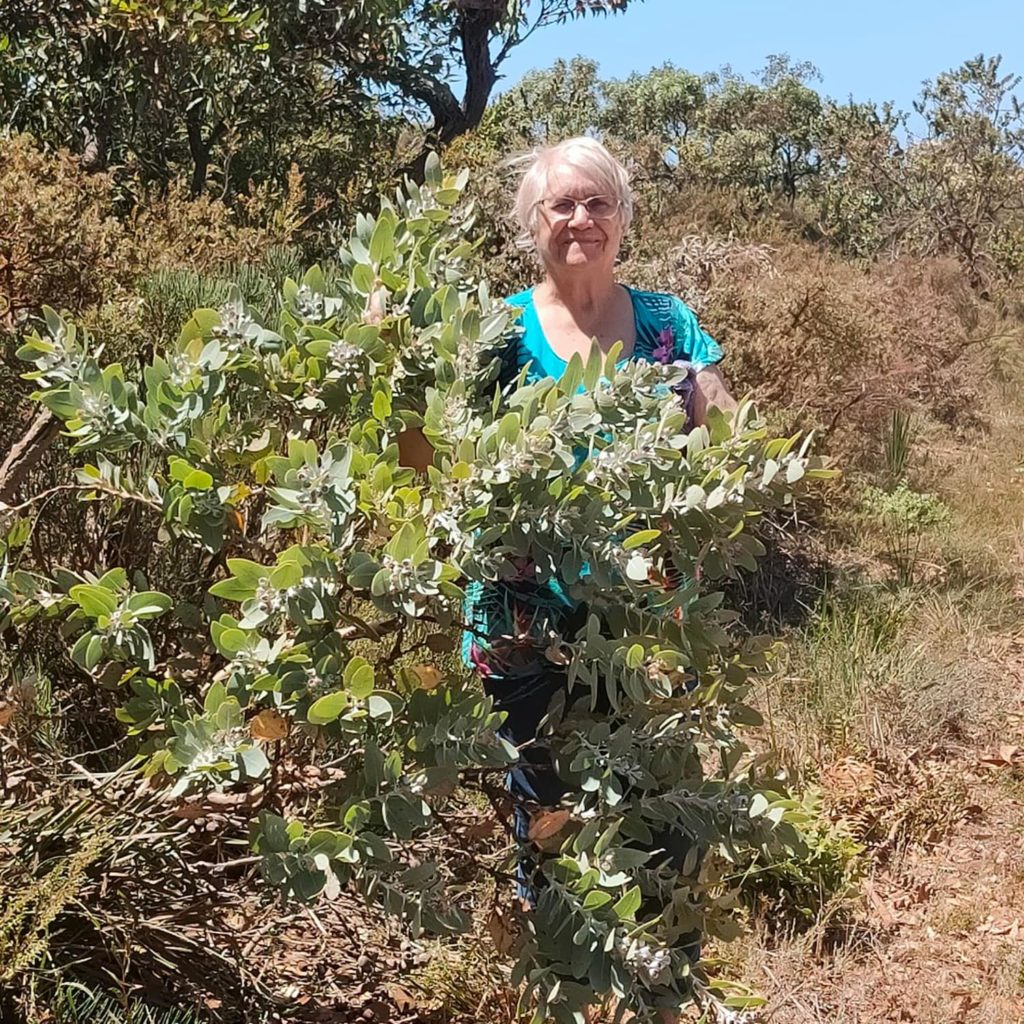 Image of Aunty Carol Pettersen standing on Boodja beside a Talyeraak tree (Eucalyptus pleurocarpa), at Wellstead.