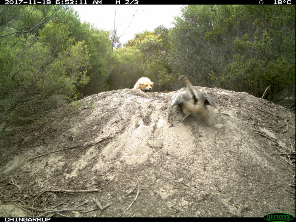 Passive infrared: Fox ready to run down a Malleefowl on its nesting mound in revegetation at Chingarrup Sanctuary.