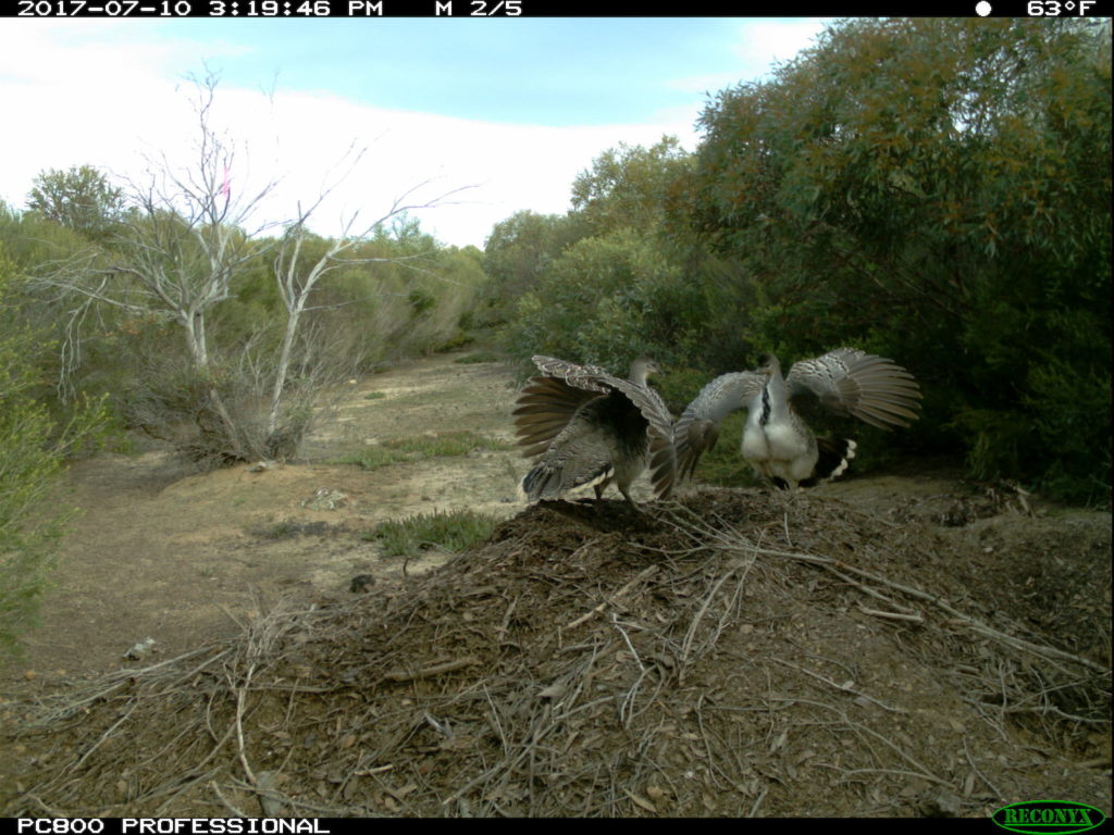 Passive infrared camera: Female and male Malleefowl in a courtship display on their nesting mound, located between two rows of revegetation at Chingarrup Sanctuary.