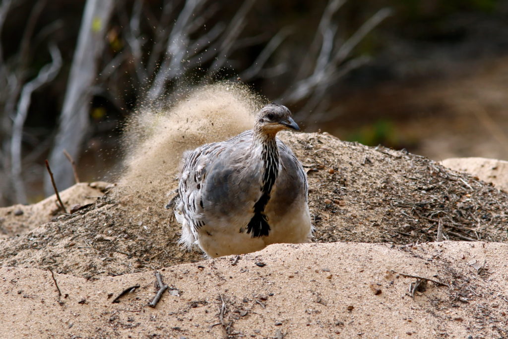 Using their feet, Malleefowl scraping large amounts of leaf litter and soil into a nesting mound. 