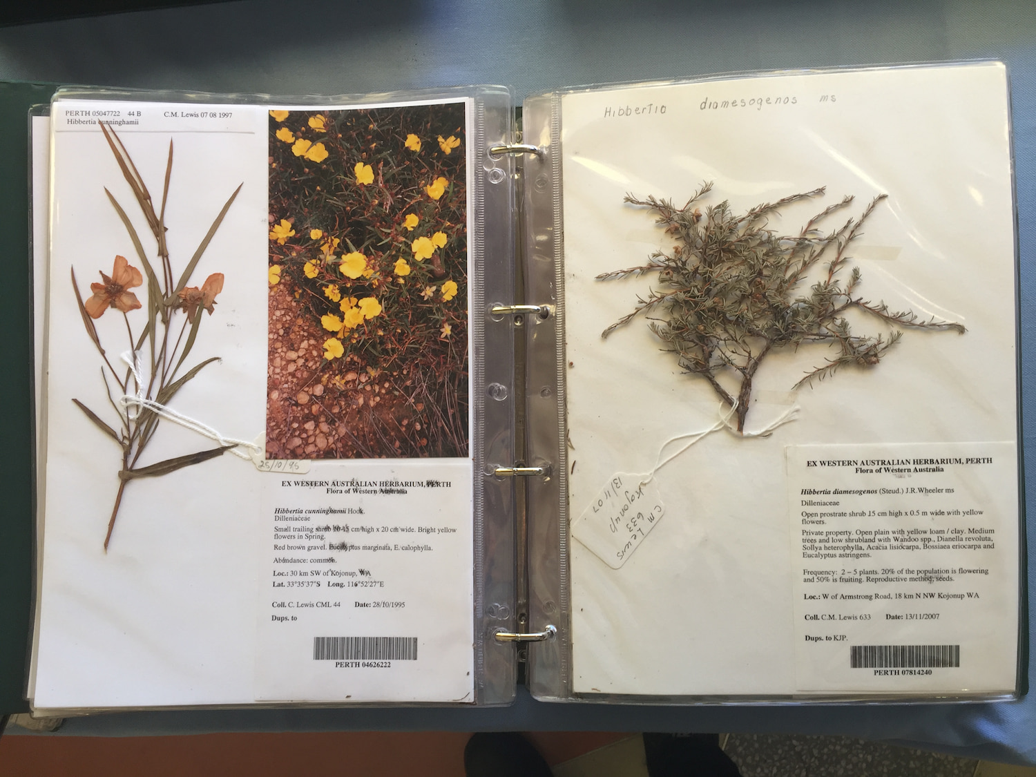 Pressed Hibbertia specimens in the Kojonup Regional Herbarium