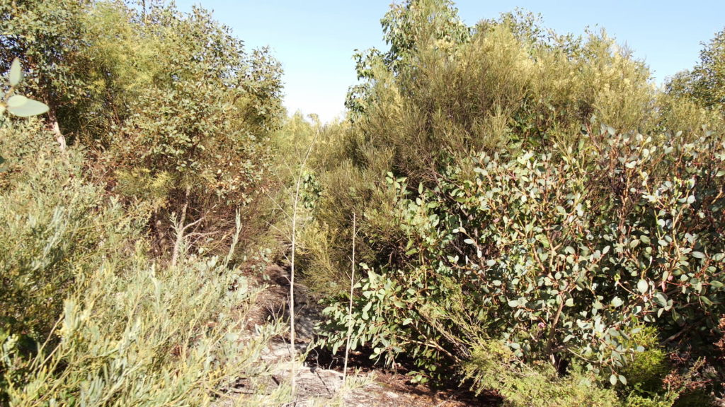 Image of AFTER: …an alive, bio-diverse wildlife corridor like this, only 4 years after it was planted.  Most of the native seed was picked on the farm. About 35 species were included in the seed mix, which was planted in 2016 using a tractor and direct seeding machine.