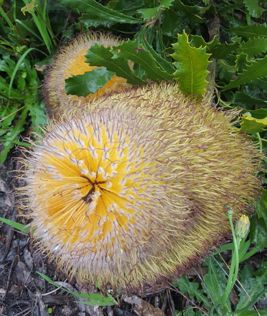 Image of Banksia baueri, or the woolly banksia, is a rich source of nectar for honey possums. Here it’s growing in a revegetated wildlife corridor on Wilyun Pools Farm.  