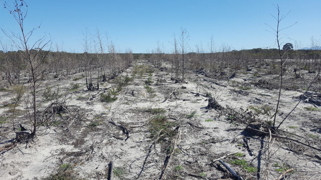 Image of BEFORE: The bare sand of a former blue gum plantation on Wilyun Pools Farm in the process of being converted to… 