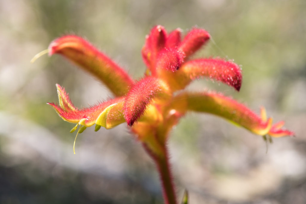 Image of Catspaw – “vibrant colour and furry flowers”