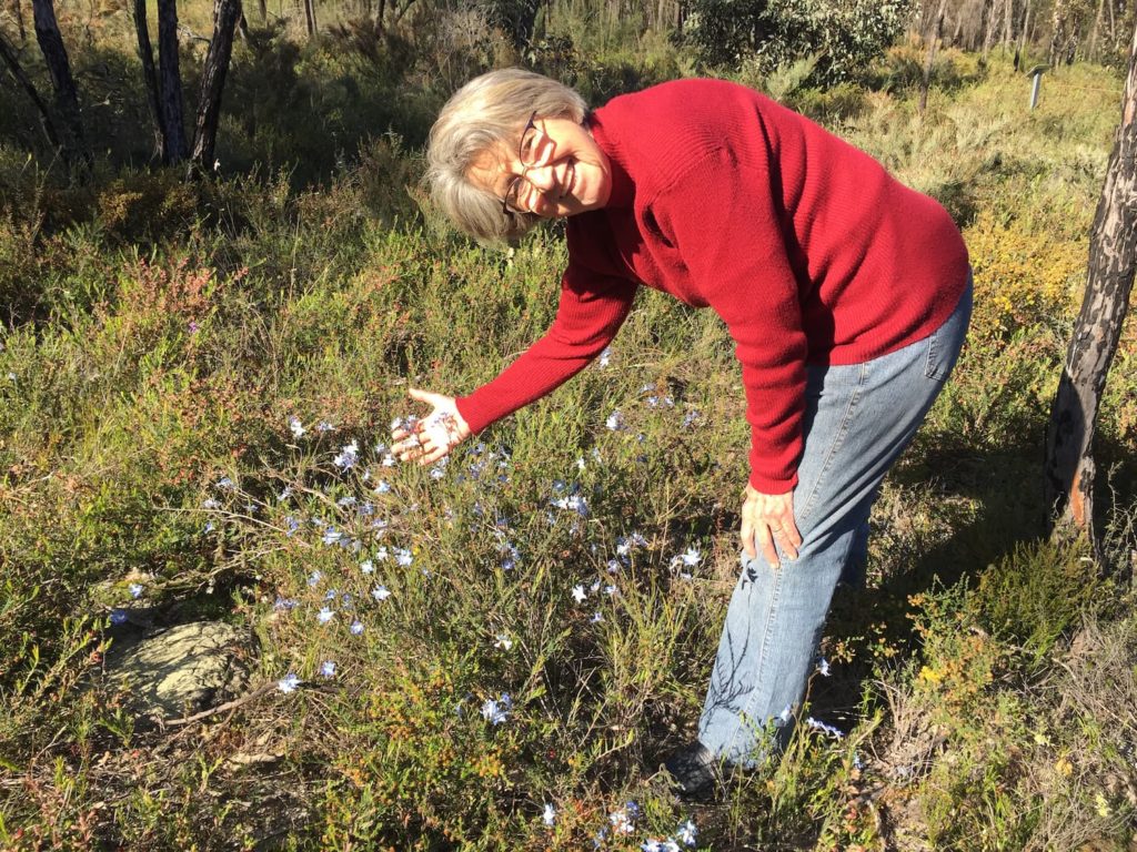 Image of Chris enjoying Blue Leschenaultia flowers in a Kojonup bush reserve