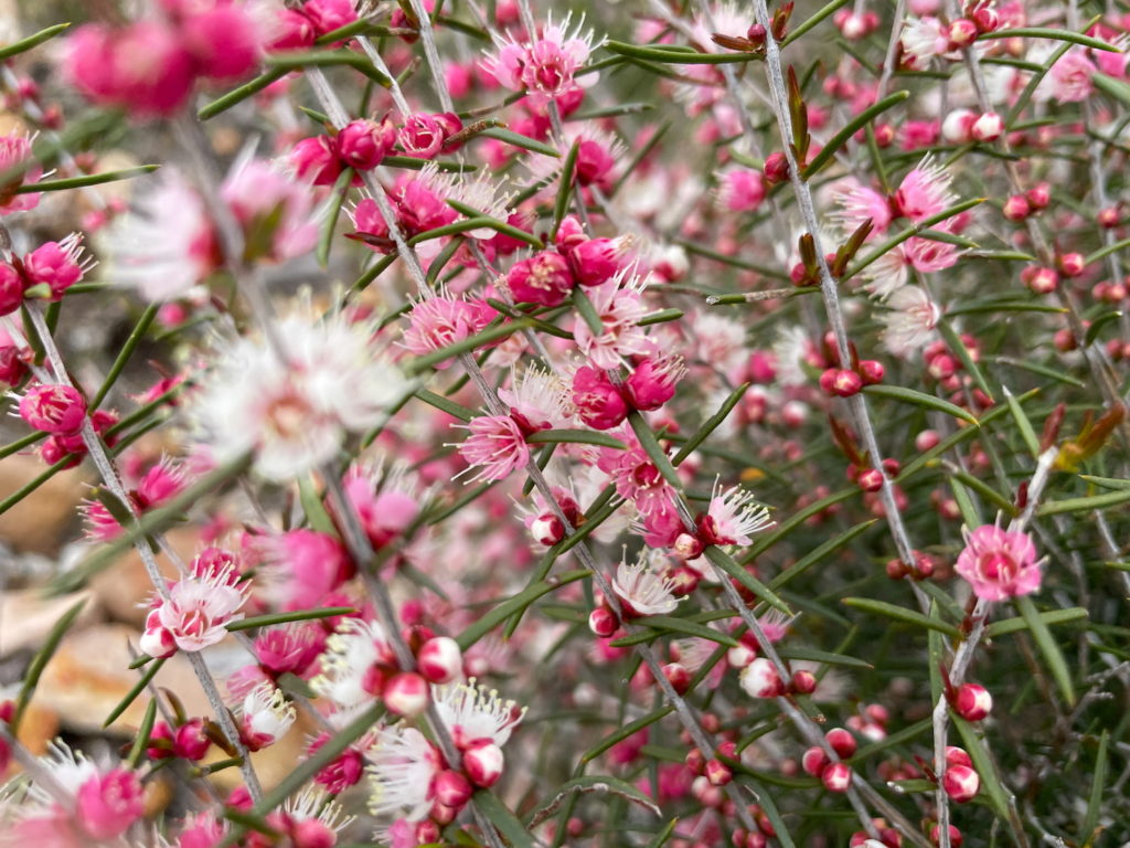 Image of Coconut ice bush (Hypocalymma angustifolium)