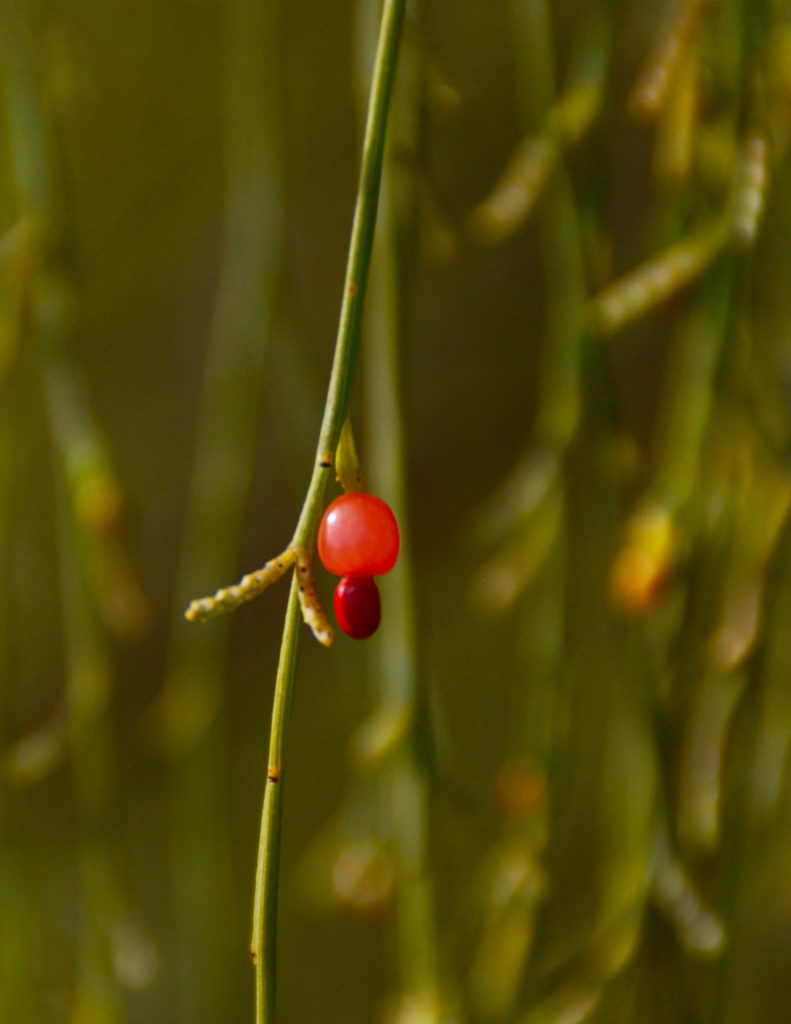 Image of dummy-shaped fruit of Djiuk, Lynette’s plant totem. Picture: Alison Lullfitz.