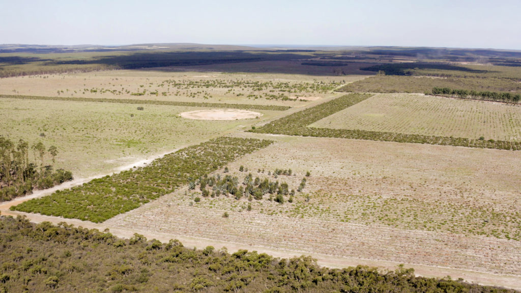 Image of Multiple revegetated wildlife corridors are used to connect areas of natural bush on Wilyun Pools Farm. The Southern Ocean is just visible in the distance.

