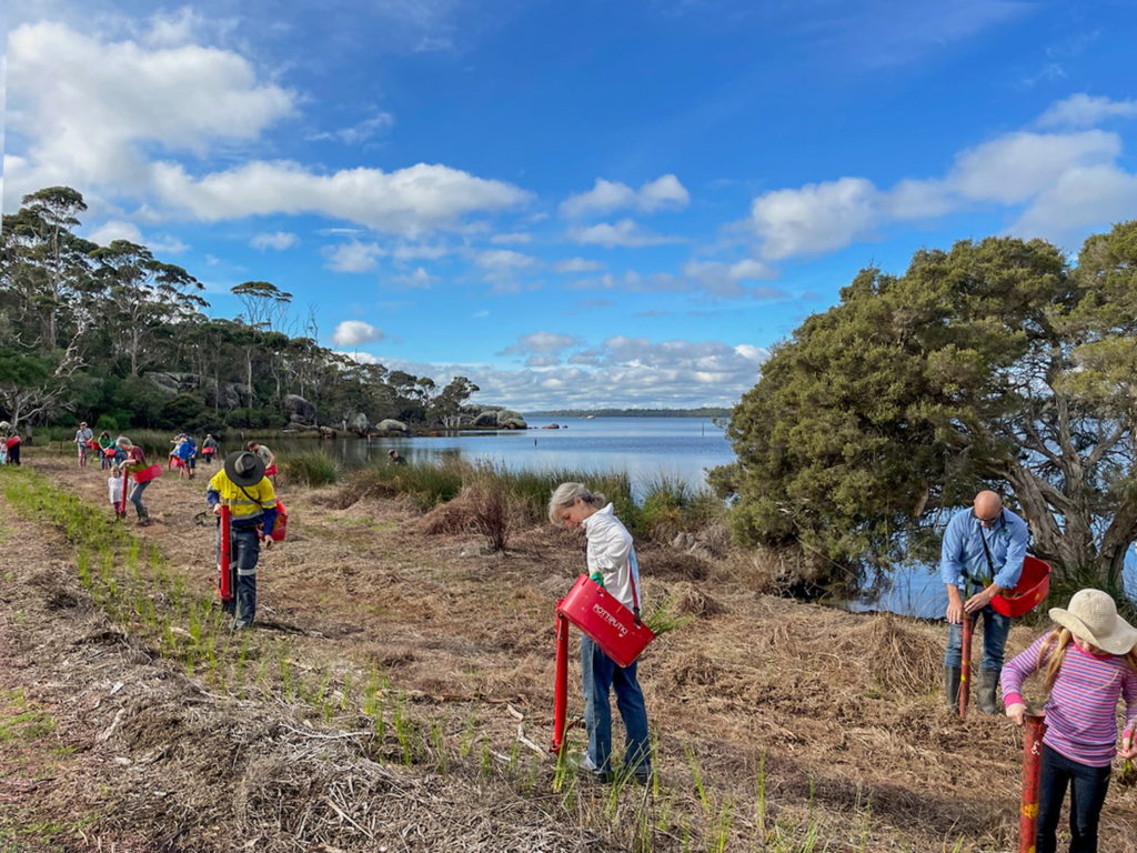 Image of the WICC working with community volunteers to rehabilitate a section of Wilson Inlet foreshore in 2022.  