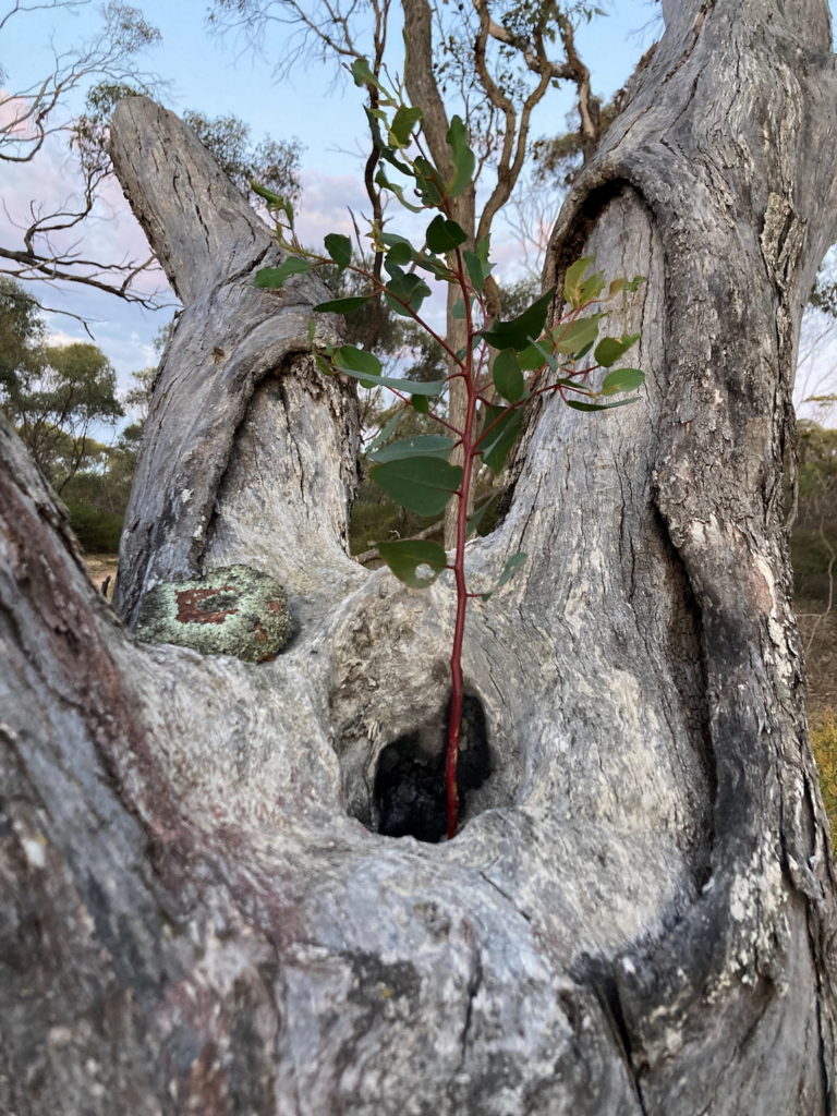 Image of a gnaama boorna tree with a deep bowl shaped into its trunk by Noongar people. In this instance, it’s a York gum, Eucalyptus loxophleba, with a sapling growing in the bowl.