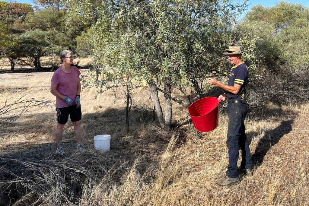 
Image of Sandy and Kingsley collecting seed from a sandalwood plantation on their farm. Picture: Beau Vaux.
