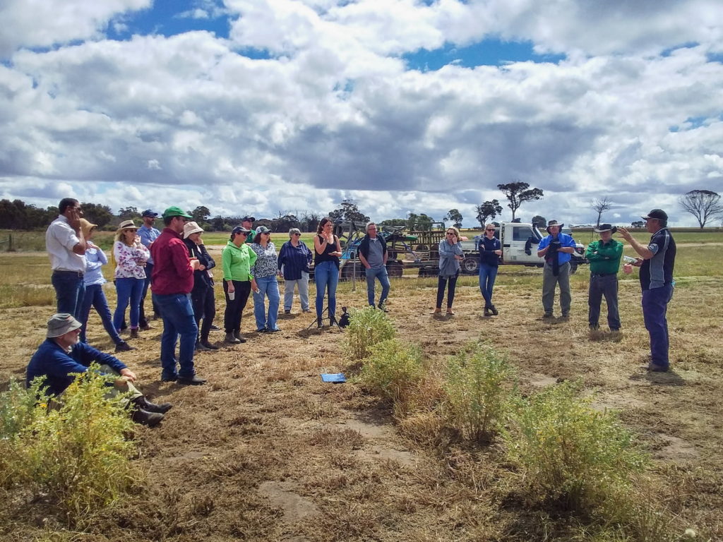 Image of field days attendees inspecting saltbush and harvesting conditions at the Saline Bush Foods project field day, October 2020.