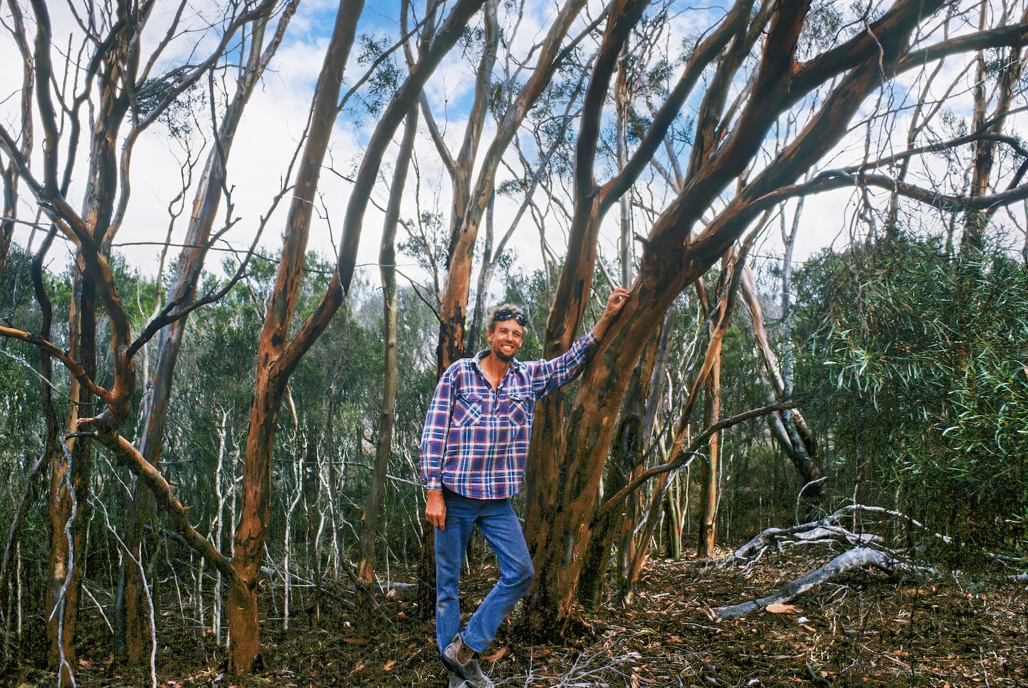 Image of Kingsley Vaux in healthy swamp mallet woodland (Eucalyptus spathulata) on the farm, 2001. Picture: Frank Rijavec.