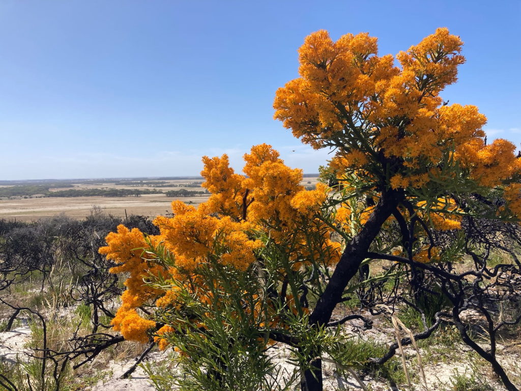 Image of Moodjar (Nuytsia floribunda) in full flower near Bremer Bay.