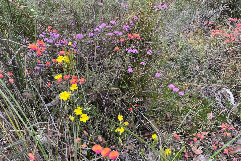 Image of Tetratheca virgata with their small purple bells, Kojonup. Chorisema and the bright yellow Hibbertia are the other plants shown.