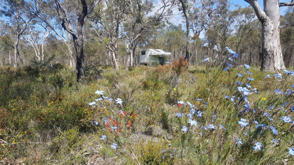 Image Wonderful plant diversity in the Kojonup area (Myrtle Benn Flora and Fauna Sanctuary)