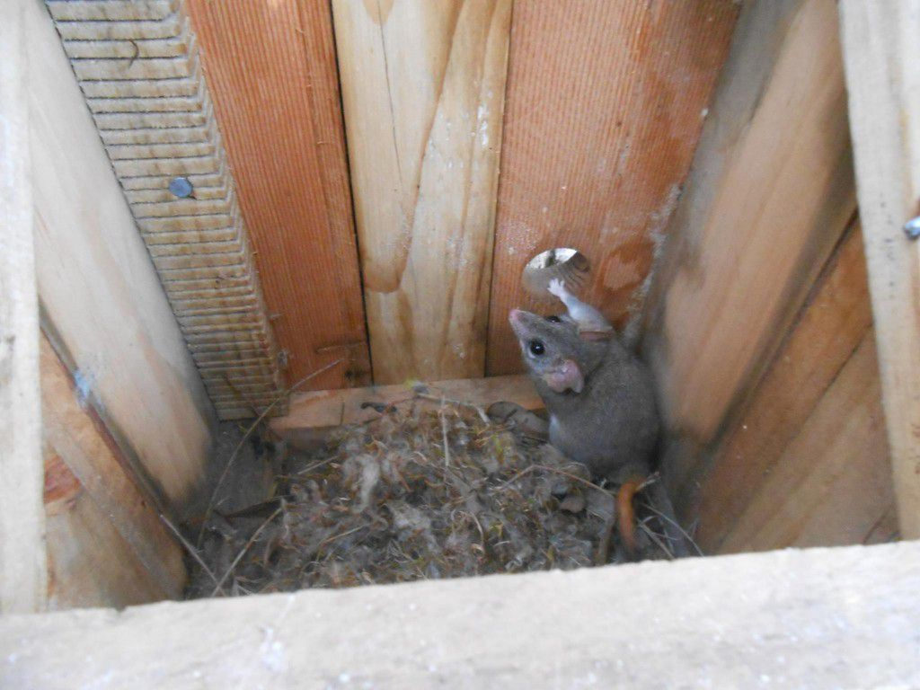 Image of The iconic Red-Tailed Phascogale, a vulnerable native mammal, found during a local nest box survey. 