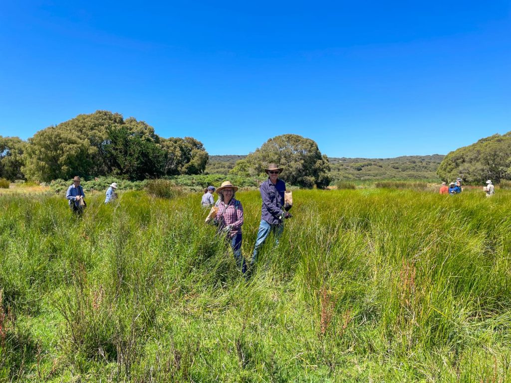 Image of WICC volunteers joined local revegetation expert Mark Parre at Eungedup Wetlands.