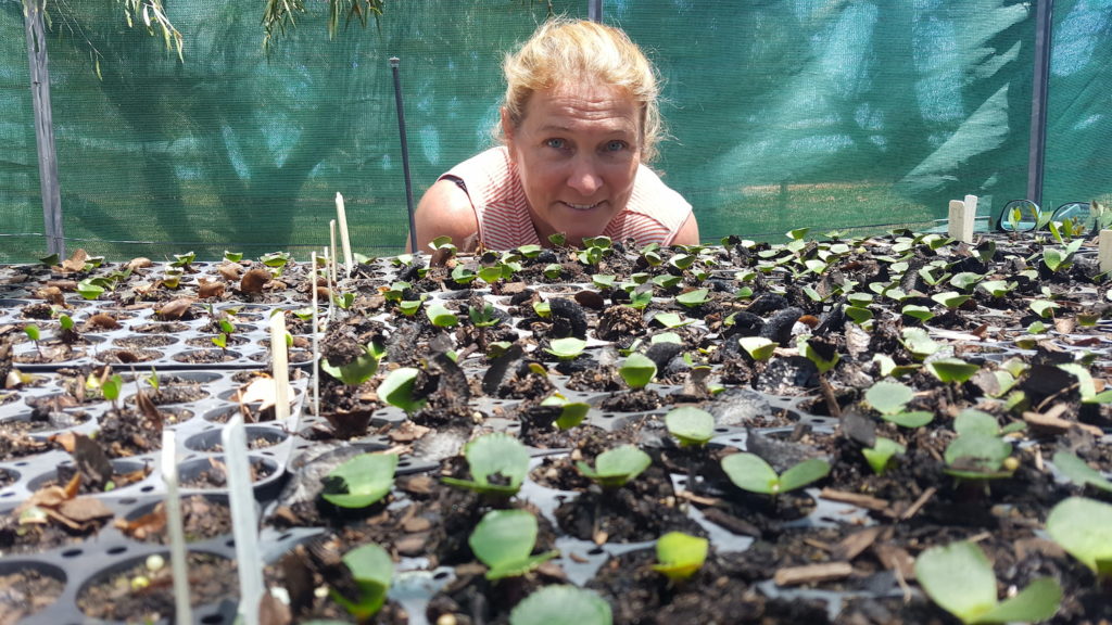 Image of Sylvia says germinating hundreds of native plant seeds in the farm’s nursery is a very addictive activity—every few hours she wants to see how many more have pushed their way up through the soil! These are Banksia praemorsa seedlings.