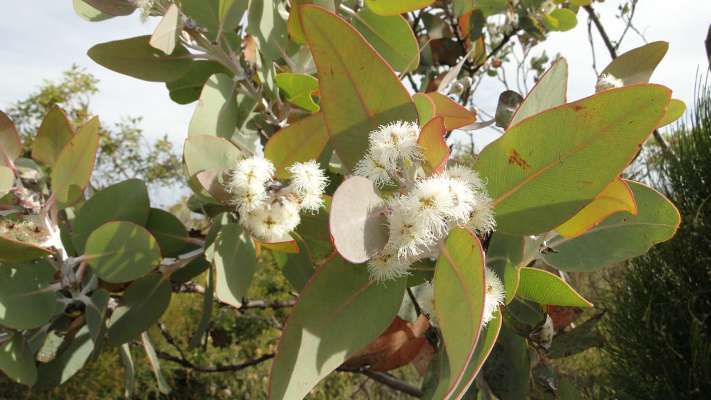 Image of Talyeraark ‒ Eucalyptus pleurocarpa, marker of Boodjar (Country). Picture: Alison Lullfitz.